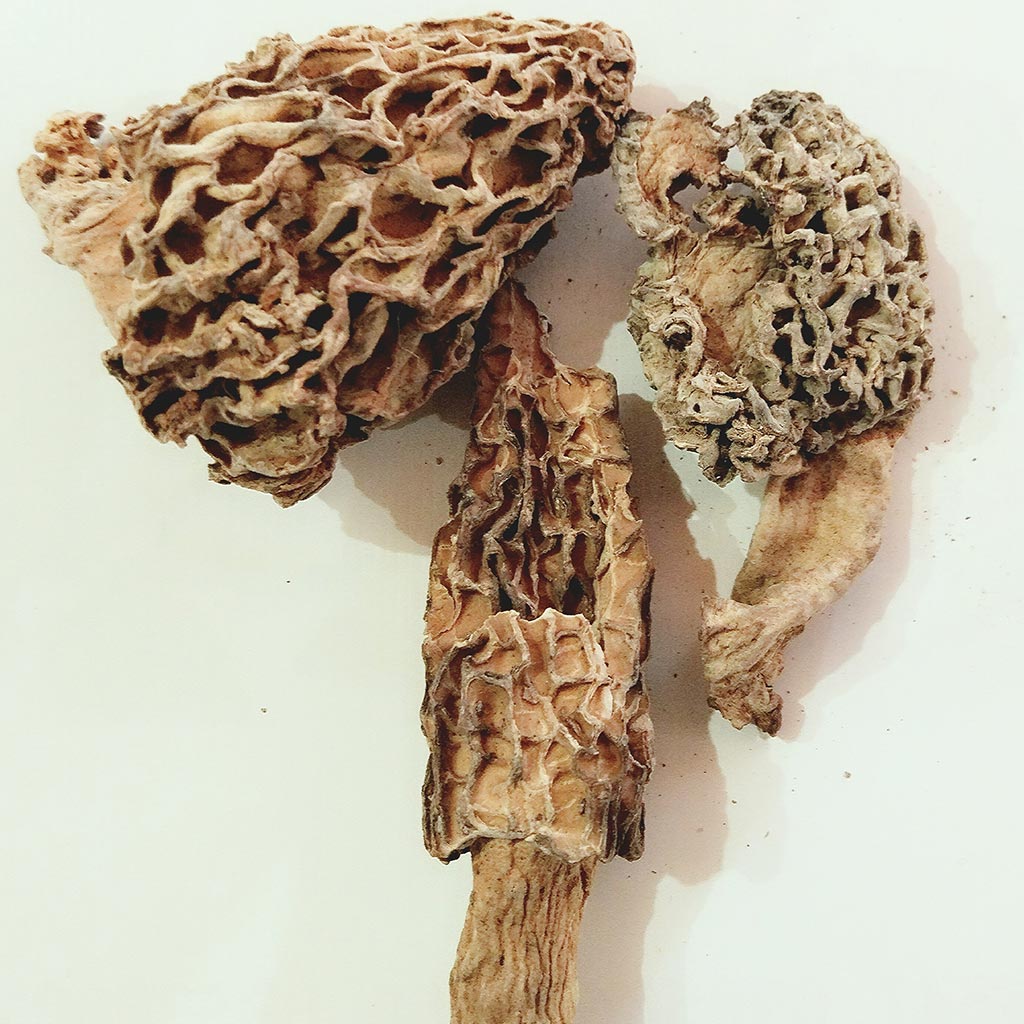 Kashmir Organic Dried Morel Mushrooms